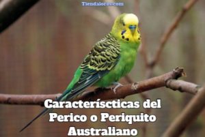 caracteristicas del perico australiano, características del perico, características de los periquitos