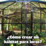 como crear un hábitat para loros, construir un hábitat para loros, qué debe tener un hábitat para loros