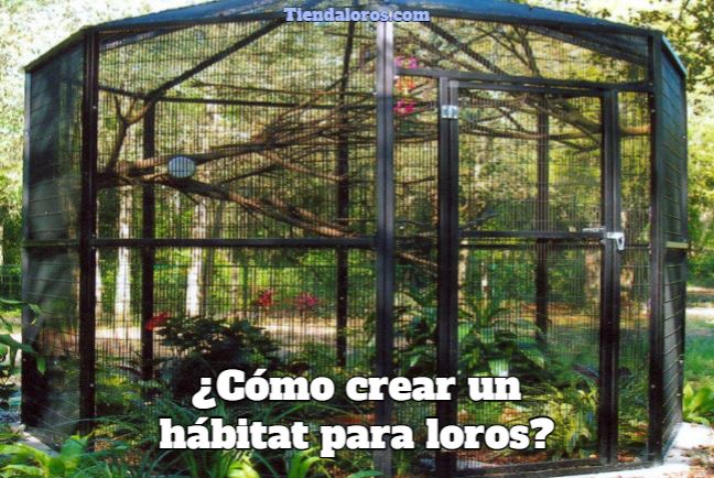 como crear un hábitat para loros, construir un hábitat para loros, qué debe tener un hábitat para loros