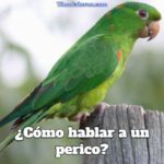 como hablar a un perico, como hablar a un loro, como conversar con tu loro, como hacer que tu perico converse contigo