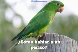 como hablar a un perico, como hablar a un loro, como conversar con tu loro, como hacer que tu perico converse contigo