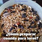 como preparar comida para loros, como se prepara la comida para un loro, preparación de alimentos para loros