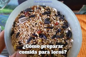 como preparar comida para loros, como se prepara la comida para un loro, preparación de alimentos para loros