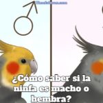 como saber si la ninfa es macho o hembra, diferencia entre ninfa macho o hembra