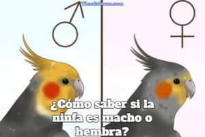 como saber si la ninfa es macho o hembra, diferencia entre ninfa macho o hembra