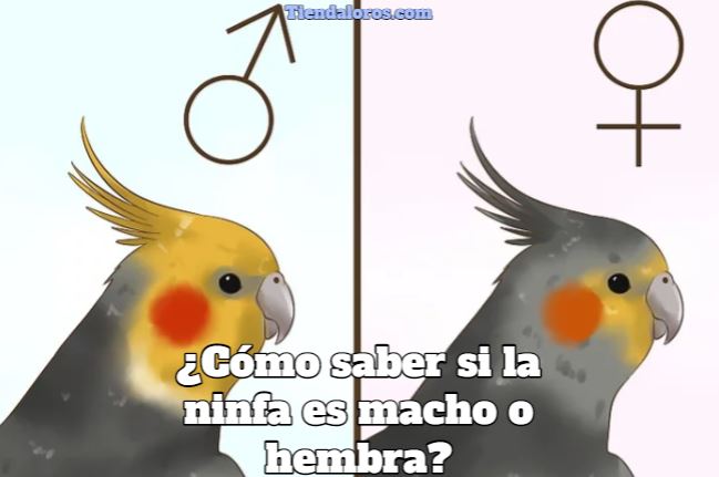 como saber si la ninfa es macho o hembra, diferencia entre ninfa macho o hembra