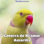 cotorra de kramer amarilla, características de la cotorra de kramer amarilla, como es, tipos, como es como mascota el perico de kramer amarillo