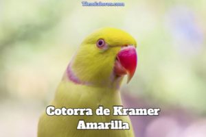 cotorra de kramer amarilla, características de la cotorra de kramer amarilla, como es, tipos, como es como mascota el perico de kramer amarillo