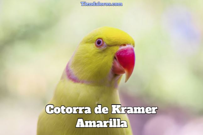 cotorra de kramer amarilla, características de la cotorra de kramer amarilla, como es, tipos, como es como mascota el perico de kramer amarillo