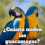 cuánto miden las guacamayas? cuál es el tamaño de una guacamaya? tamaño de un guacamayo, medidas de los guacamayos