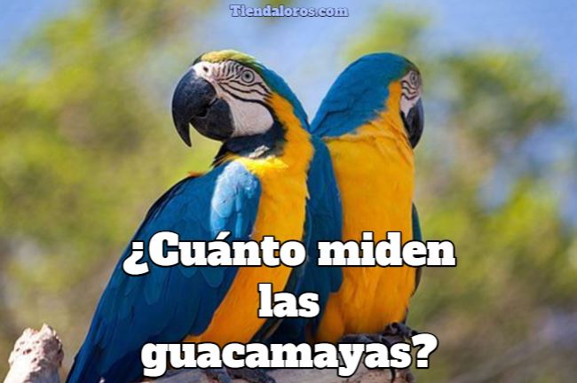 cuánto miden las guacamayas? cuál es el tamaño de una guacamaya? tamaño de un guacamayo, medidas de los guacamayos