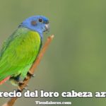 cual es el precio de los loros cabeza azul?, precio de los loros con cabeza azul, cuanto cuesta un loro de cabeza azul