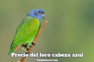 cual es el precio de los loros cabeza azul?, precio de los loros con cabeza azul, cuanto cuesta un loro de cabeza azul