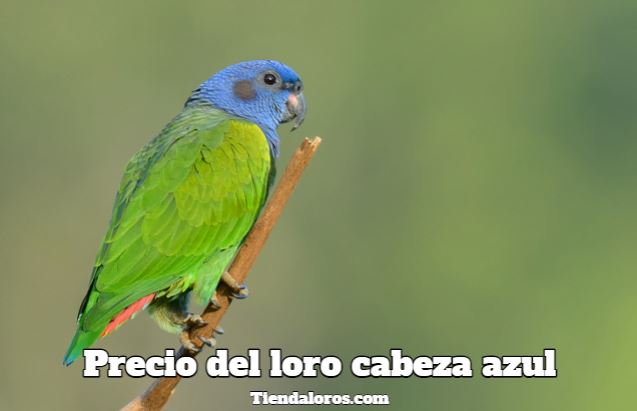 cual es el precio de los loros cabeza azul?, precio de los loros con cabeza azul, cuanto cuesta un loro de cabeza azul