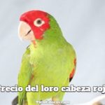 cuanto cuesta un loro cabeza roja, precio de los loros cabeza roja