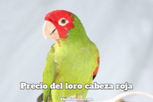 cuanto cuesta un loro cabeza roja, precio de los loros cabeza roja