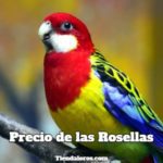 cuanto cuesta un loro rosellas precio de las rosellas