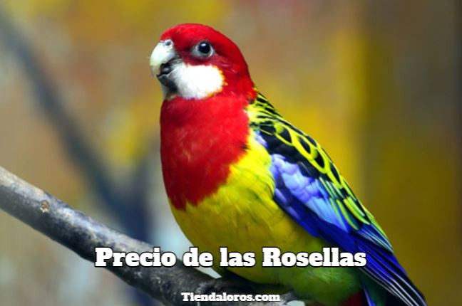 cuanto cuesta un loro rosellas precio de las rosellas