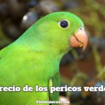 cuanto cuesta un perico verde, cual es el precio de los pericos verdes, cuanto valen?