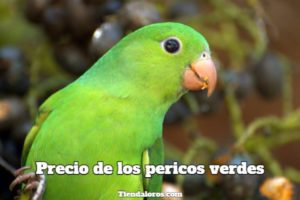 cuanto cuesta un perico verde, cual es el precio de los pericos verdes, cuanto valen?