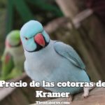 precio de las cotorras de kramer cuanto cuesta una cotorra de kramer