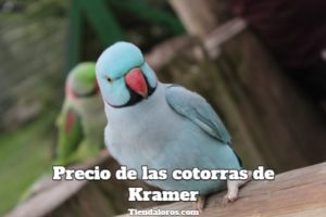 precio de las cotorras de kramer cuanto cuesta una cotorra de kramer