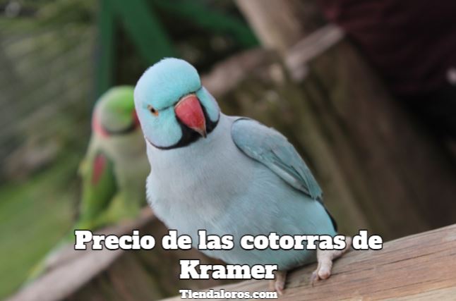 precio de las cotorras de kramer cuanto cuesta una cotorra de kramer