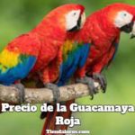 cuanto cuestan las guacamayas rojas, precio de la guacamaya roja, cuanto cuesta el guacamayo rojo, su precio