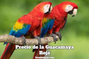 cuanto cuestan las guacamayas rojas, precio de la guacamaya roja, cuanto cuesta el guacamayo rojo, su precio