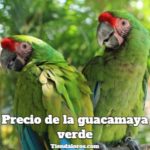 cuanto cuestan las guacamayas verdes, precio del guacamayo verde, cuanto vale la guacamaya verde?