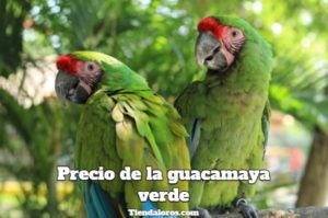 cuanto cuestan las guacamayas verdes, precio del guacamayo verde, cuanto vale la guacamaya verde?