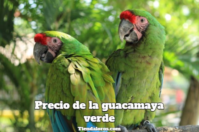 cuanto cuestan las guacamayas verdes, precio del guacamayo verde, cuanto vale la guacamaya verde?