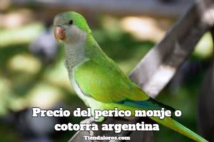 cuanto cuestan los pericos monje o cotorras argentinas, precio de la cotorra argentina, precio del perico monje