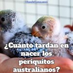 cuanto tiempo tardan en nacer los periquitos australianos?, que tiempo tardan en eclosionar los huevos de los periquitos australianos, que hacer cuando nacen los periquitos australianos