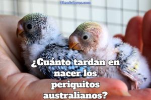 cuanto tiempo tardan en nacer los periquitos australianos?, que tiempo tardan en eclosionar los huevos de los periquitos australianos, que hacer cuando nacen los periquitos australianos