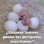 cuantos huevos ponen los periquitos australianos