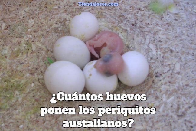 cuantos huevos ponen los periquitos australianos