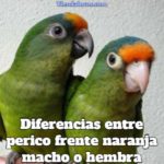 como saber si tu loro atolero es macho o hembra, diferencias entre perico frente naranja macho o hembra