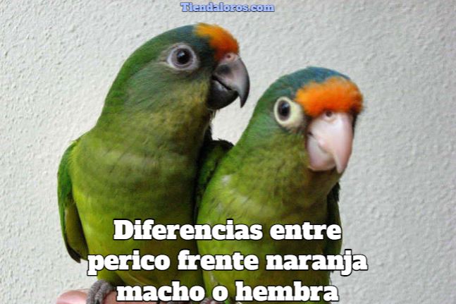 como saber si tu loro atolero es macho o hembra, diferencias entre perico frente naranja macho o hembra