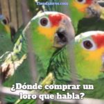 donde comprar un loro que habla?, lugares para comprar un loro, donde comprar un loro que habla en españa, donde comprar un loro que habla en colombia, donde comprar un loro que habla en méxico, donde comprar un loro que habla en argentina