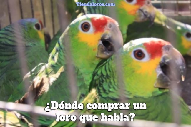 donde comprar un loro que habla?, lugares para comprar un loro, donde comprar un loro que habla en españa, donde comprar un loro que habla en colombia, donde comprar un loro que habla en méxico, donde comprar un loro que habla en argentina