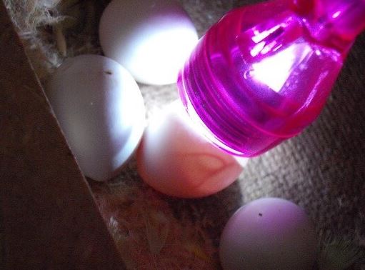 huevo fértil de loro o perico, como saber si un huevo es fértil