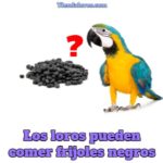 los loros pueden comer frijoles negros, los loros pueden comer frijoles, los frijoles son tóxicos o dañinos para los loros