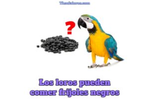 los loros pueden comer frijoles negros, los loros pueden comer frijoles, los frijoles son tóxicos o dañinos para los loros