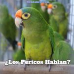 los pericos hablan, ¿pueden hablar los pericos?, ¿Los loros hablan?, pueden hablar los loros? los periquitos hablan