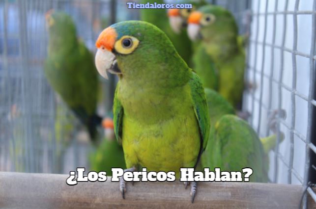 los pericos hablan, ¿pueden hablar los pericos?, ¿Los loros hablan?, pueden hablar los loros? los periquitos hablan