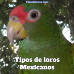 tipos de loros en méxico, tipos de loros mexicanos, razas de loros en México