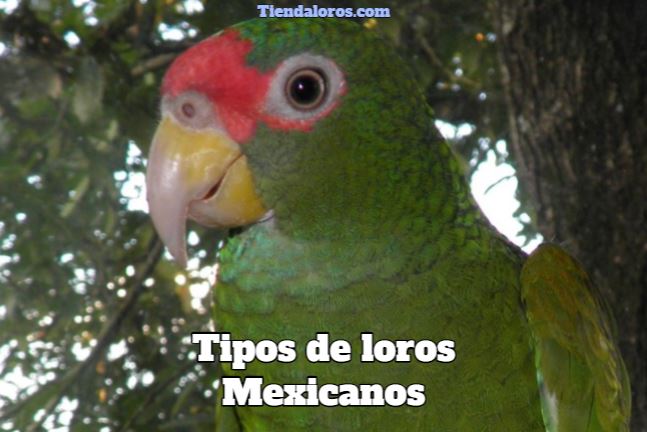 tipos de loros en méxico, tipos de loros mexicanos, razas de loros en México