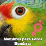 lista de los mejores nombres para loros hembra, nombres para loras, nombres para cotorras y pericas hembras, nombres originales para loros hembra femeninos