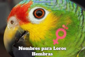 lista de los mejores nombres para loros hembra, nombres para loras, nombres para cotorras y pericas hembras, nombres originales para loros hembra femeninos